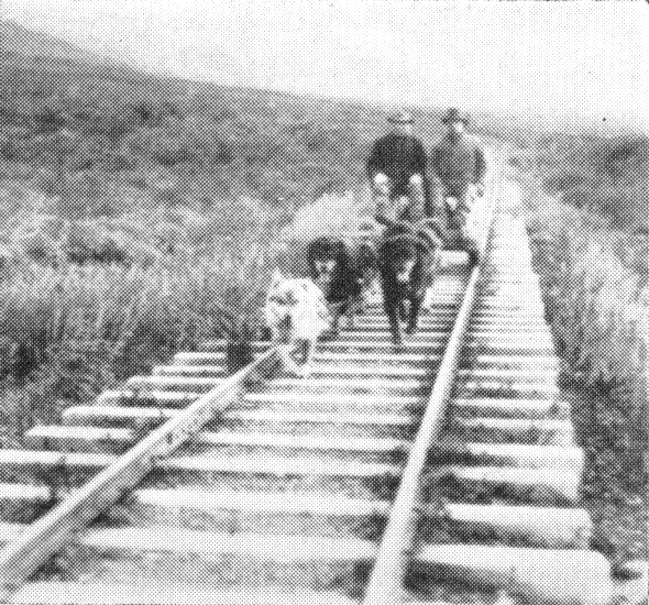 A team of three dogs carrying two men on a handcar