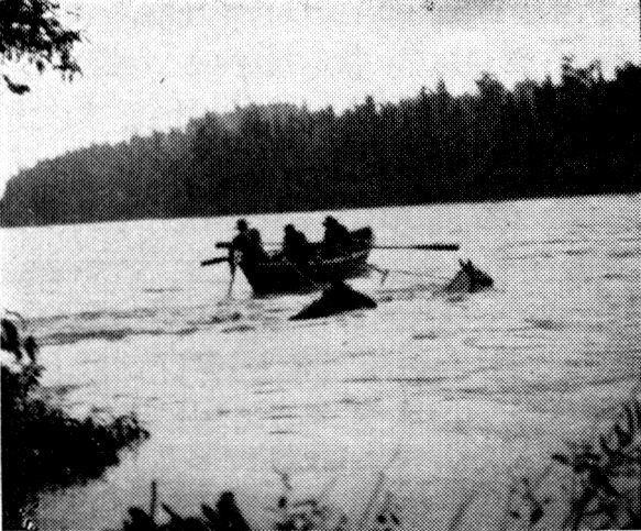 Two horses up to their heads in water. Next to them are three men paddling a canoe.